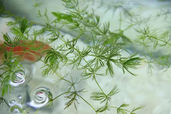 金魚藻是什麼 最全金魚藻資料大全