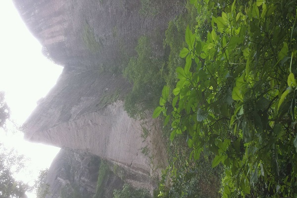 母樹大紅袍 老記大紅袍