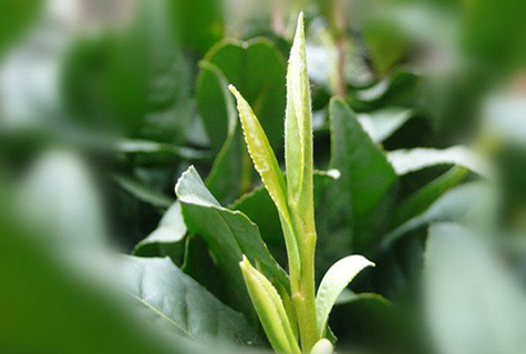 金壇雀舌茶的保存方法_金壇雀舌怎樣儲存 金壇雀舌茶的保存方法