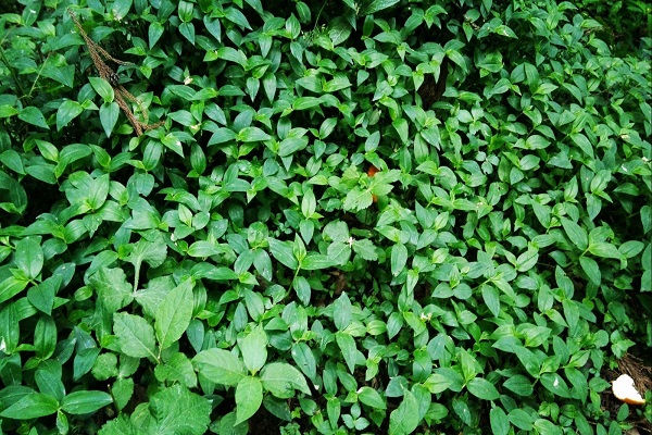 貝奇野菜是什麼 山野菜的做法