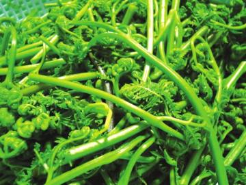 減肥蕨菜吃法3則