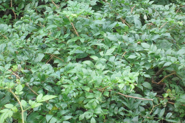 莓茶_莓茶的功效與作用_茅巖莓茶 莓茶的功效與作用 教你正確的沖泡方法