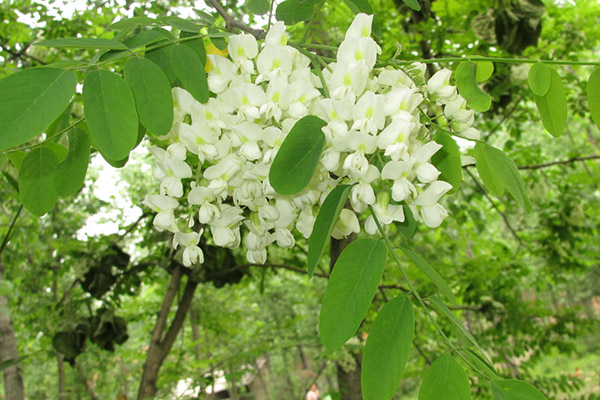 【洋槐花的吃法】蒸洋槐花做法_洋槐花蜂蜜_洋槐花圖片 洋槐花的吃法和做法