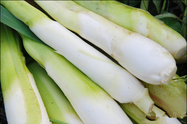 茭白