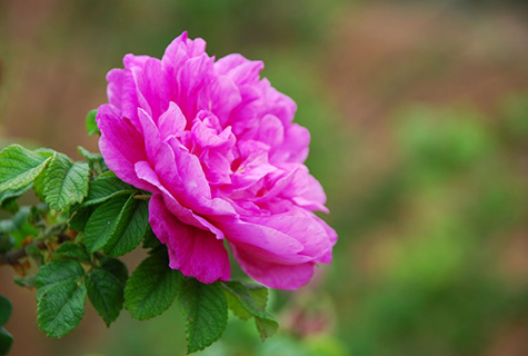 平陰玫瑰花茶的介紹