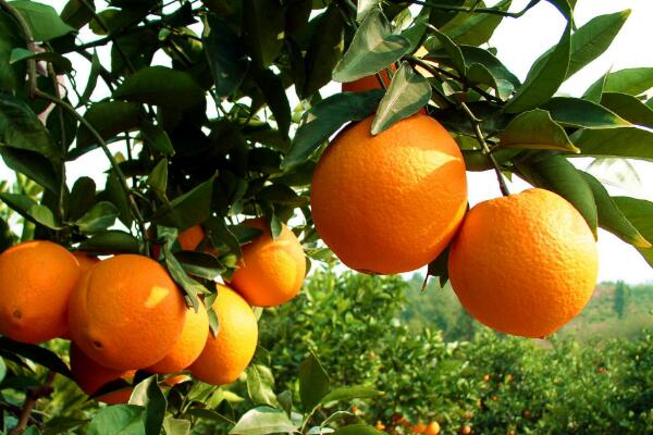臍橙的功效與保健作用