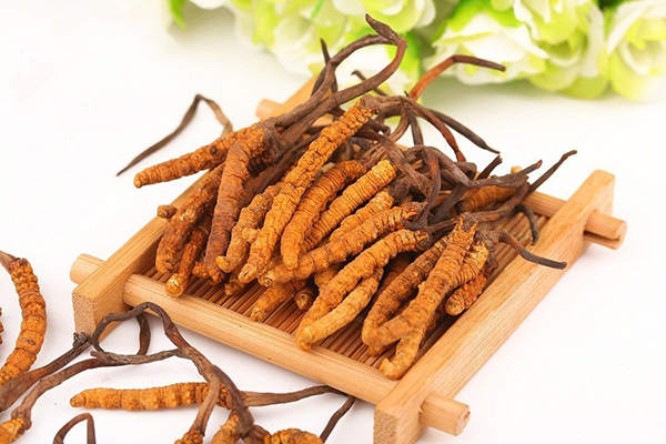 冬蟲夏草營養多 怎麼吃功效作用最好 冬蟲夏草