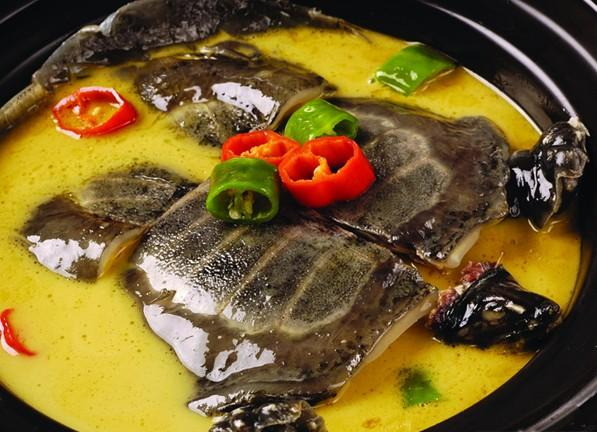 吃甲魚過敏怎麼辦,甲魚的功效,甲魚湯的做法,多鱗白甲魚,甲魚蛋