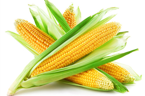 玉米的熱量和減肥功效