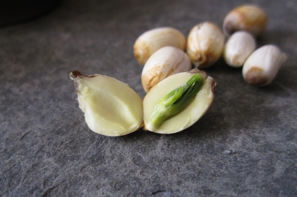 安神補氣的銀耳蓮子湯 精神不緊張晚上睡得好