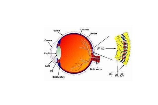 白領護眼多補充葉黃素