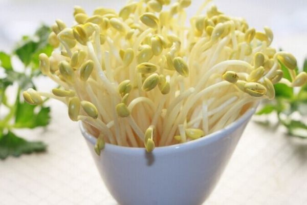 立春養生_立春養生怎麼吃_立春養生吃什麼 豆芽