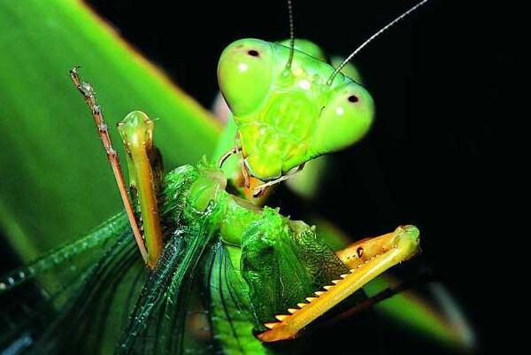 魔花螳螂,蘭花螳螂,螳螂是益蟲還是害蟲,螳螂的功效與作用,螳螂