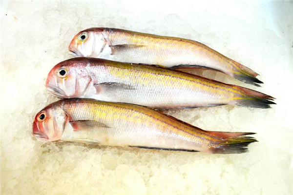 馬頭魚_馬頭魚圖片_馬頭魚的做法 馬頭魚的相關資料介紹