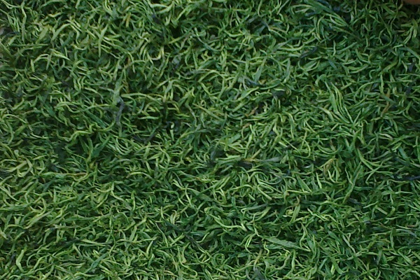 泰山女兒茶 刺兒茶 啤兒茶爽