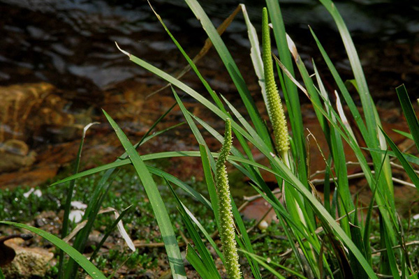 石菖蒲的功效及種類