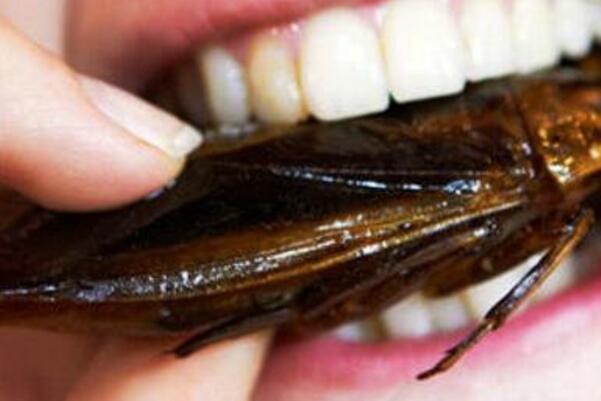 秘魯巨人蟑螂,偽死人頭蟑螂,海蟑螂能吃嗎,蟑螂的藥用價值,蟑螂