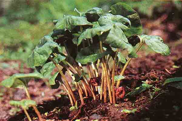 【細辛】燈盞細辛_細辛腦片_復方甘草細辛湯_麻黃附子細辛湯 細辛的功效及吃法