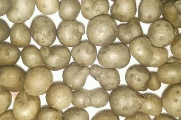 山藥豆發芽能吃嗎 功效介紹