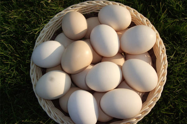 雞蛋
