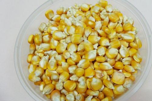 玉米釣魚配方 如何自制香甜玉米魚餌