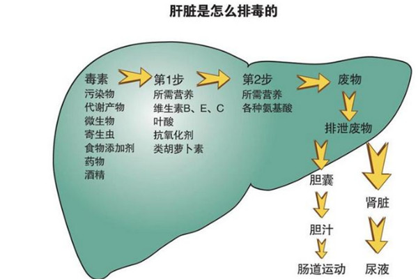 肝囊腫的危害_肝囊腫日常護理