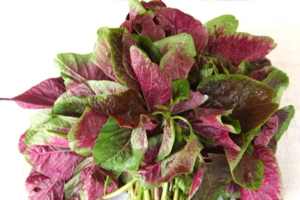 巧茶的功效與作用