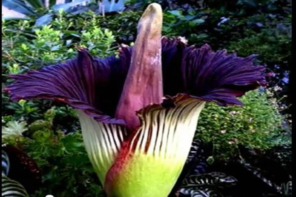 屍臭花——世界上最大的花 屍臭花的臭味原理