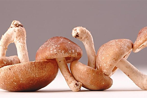 香菇
