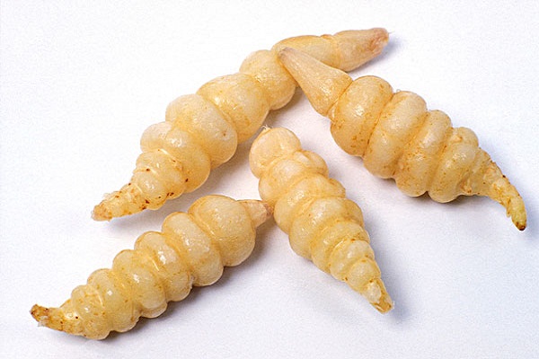 甘露子_寶塔菜 甘露子的功效與作用