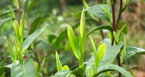 新茶千萬不能趁“鮮”喝