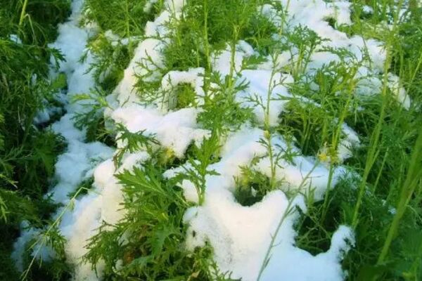 雪裡蕻的吃法,雪裡蕻