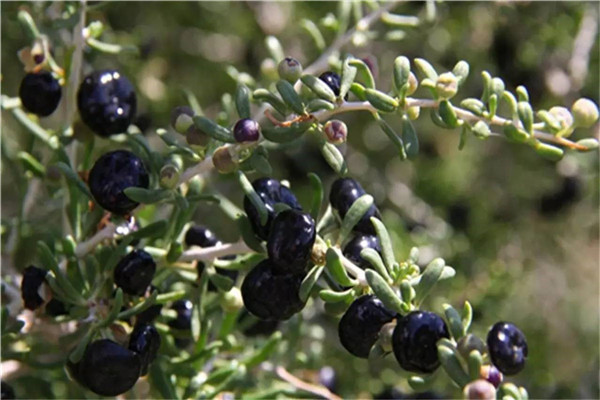 黑枸杞的功效與作用_黑枸杞多少錢一斤