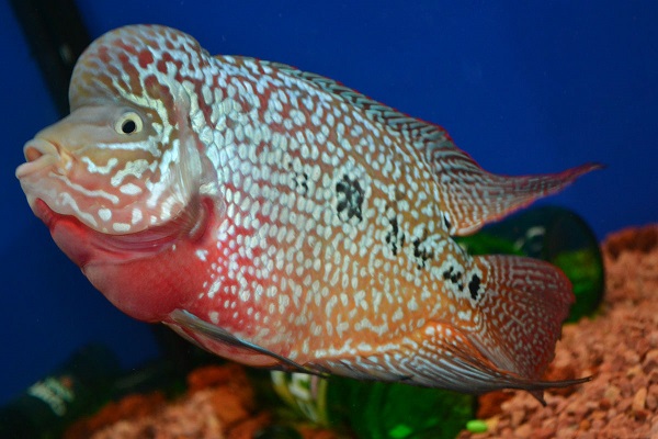 金花羅漢魚_羅漢魚的壽命_紅馬羅漢魚圖片 金花羅漢魚 羅漢魚的壽命