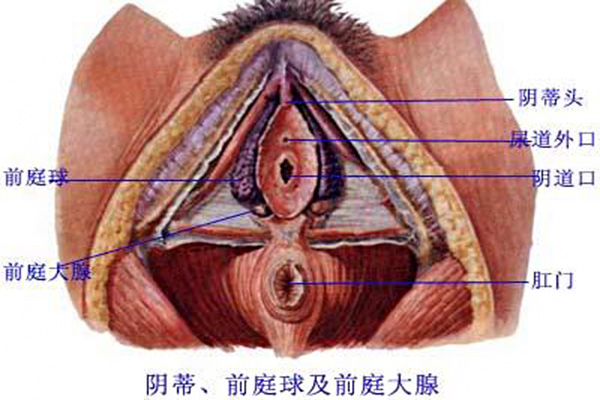 巴氏腺囊腫怎麼治療? 巴氏腺囊腫怎麼治療?