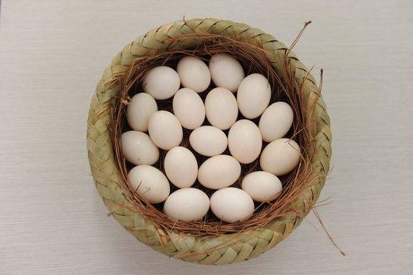 鴿子蛋的營養價值及食療藥膳
