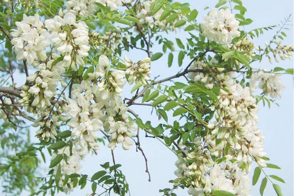 【孕婦能吃槐花嗎】孕婦可以吃槐花嗎_槐花的功效與作用 孕婦可以吃槐花嗎 槐花的功效與作用