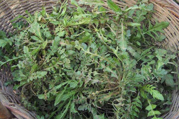 野菜營養雖高 小心易食用中毒
