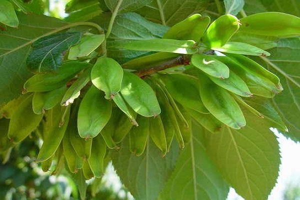 杜仲茶的作用與功效