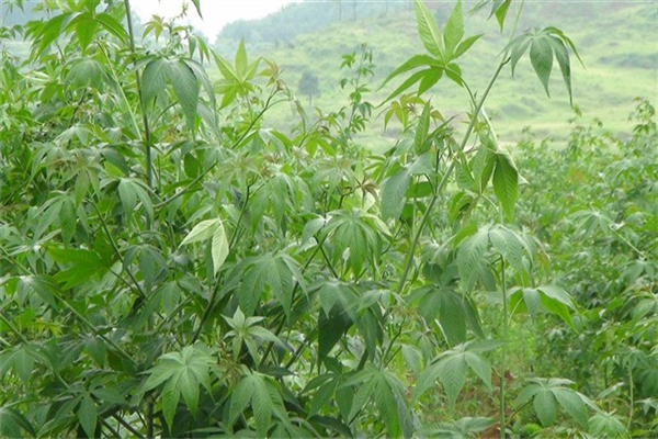 刺兒茶能降血糖嗎？刺兒茶能治糖尿病嗎？