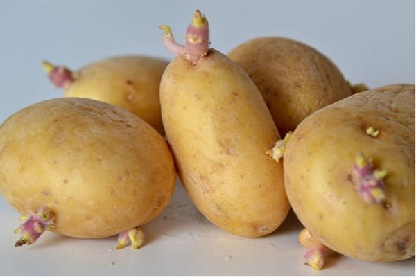 土豆發芽能吃嗎_土豆發芽還能吃嗎 土豆發芽還能吃嗎