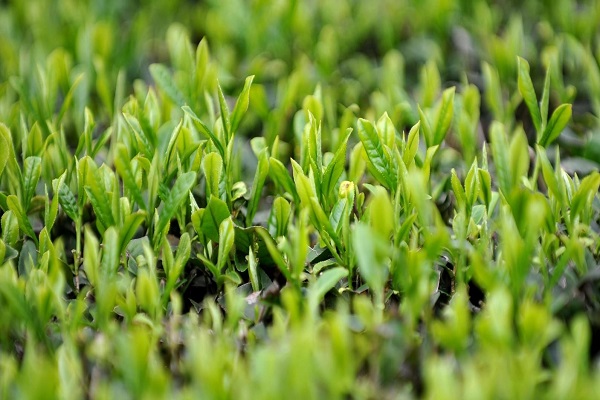 鄧老涼茶 二十四味涼茶 沙溪涼茶
