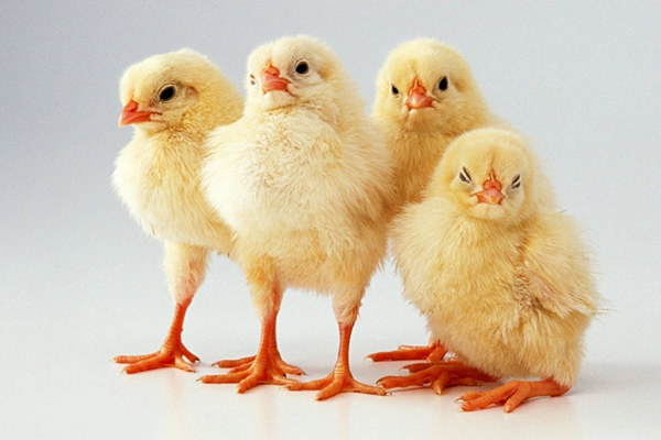 補腎吃雞好還是吃鴨好