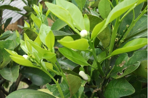 玳玳花的功效與作用 沖泡方法