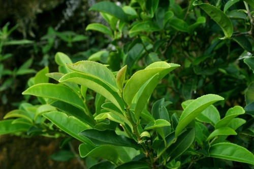 春茶和秋茶的區別有哪些 春茶和秋茶的區別有哪些
