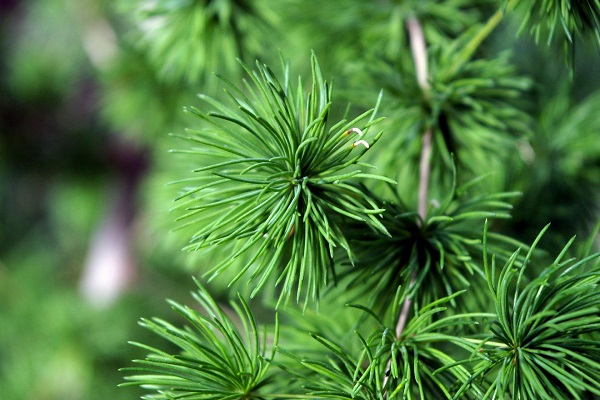 松針茶,松針粉,松針土