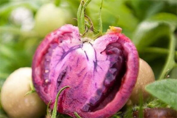 西紅柿放置兩天變紫色 確定不是塗的“紫藥水” 