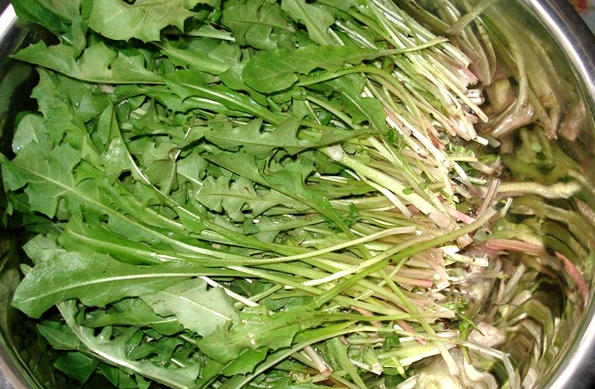 別瞧不起野菜 厲害瞭我的蒲公英