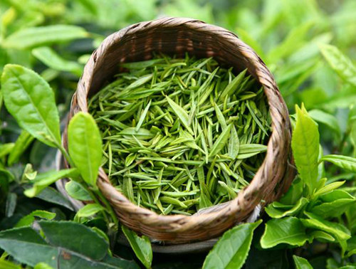 常飲綠茶可預防肥胖病