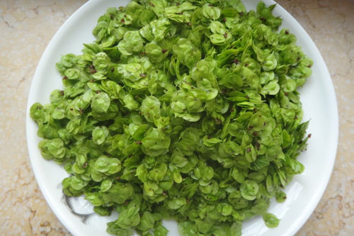 春吃榆錢好處多 榆錢蝦仁小米粥